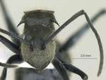 Polyrhachis tyrannica Smith, 1858 frontal