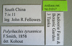 Polyrhachis tyrannica Smith, 1858 Label