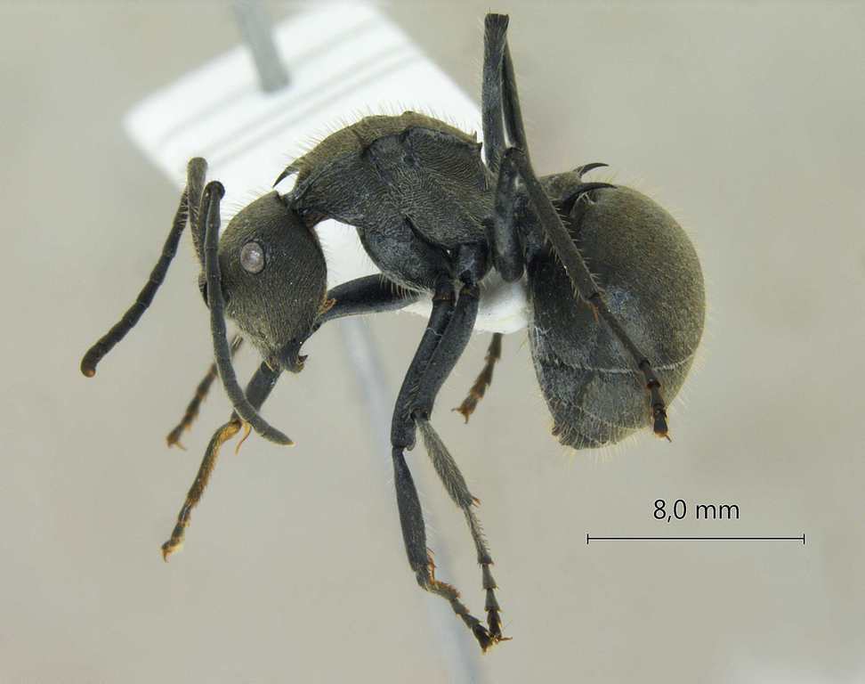 Foto Polyrhachis tyrannica Smith, 1858 lateral