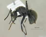 Polyrhachis tyrannica Smith, 1858 lateral