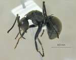 Polyrhachis tyrannica Smith, 1858 lateral