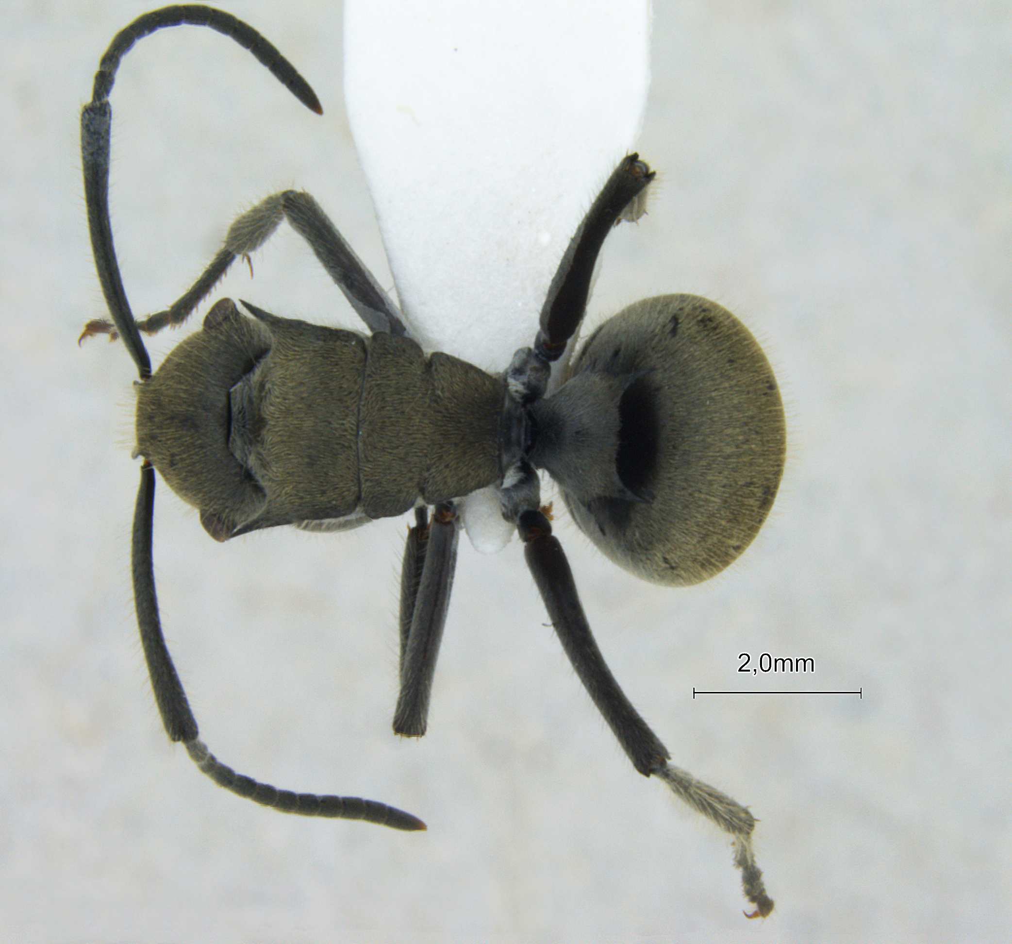 Foto Polyrhachis vigilans F.Smith, 1858 dorsal