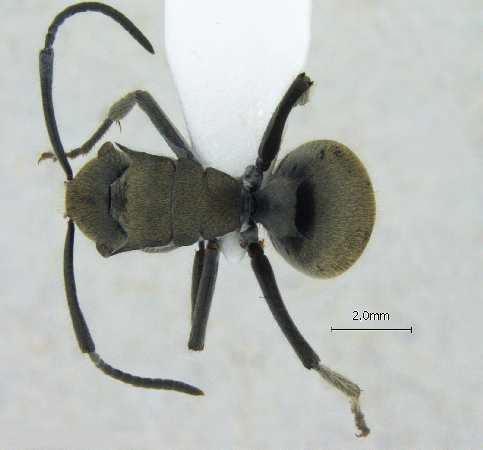 Polyrhachis vigilans F.Smith, 1858 dorsal