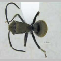 Polyrhachis vigilans F.Smith, 1858 dorsal