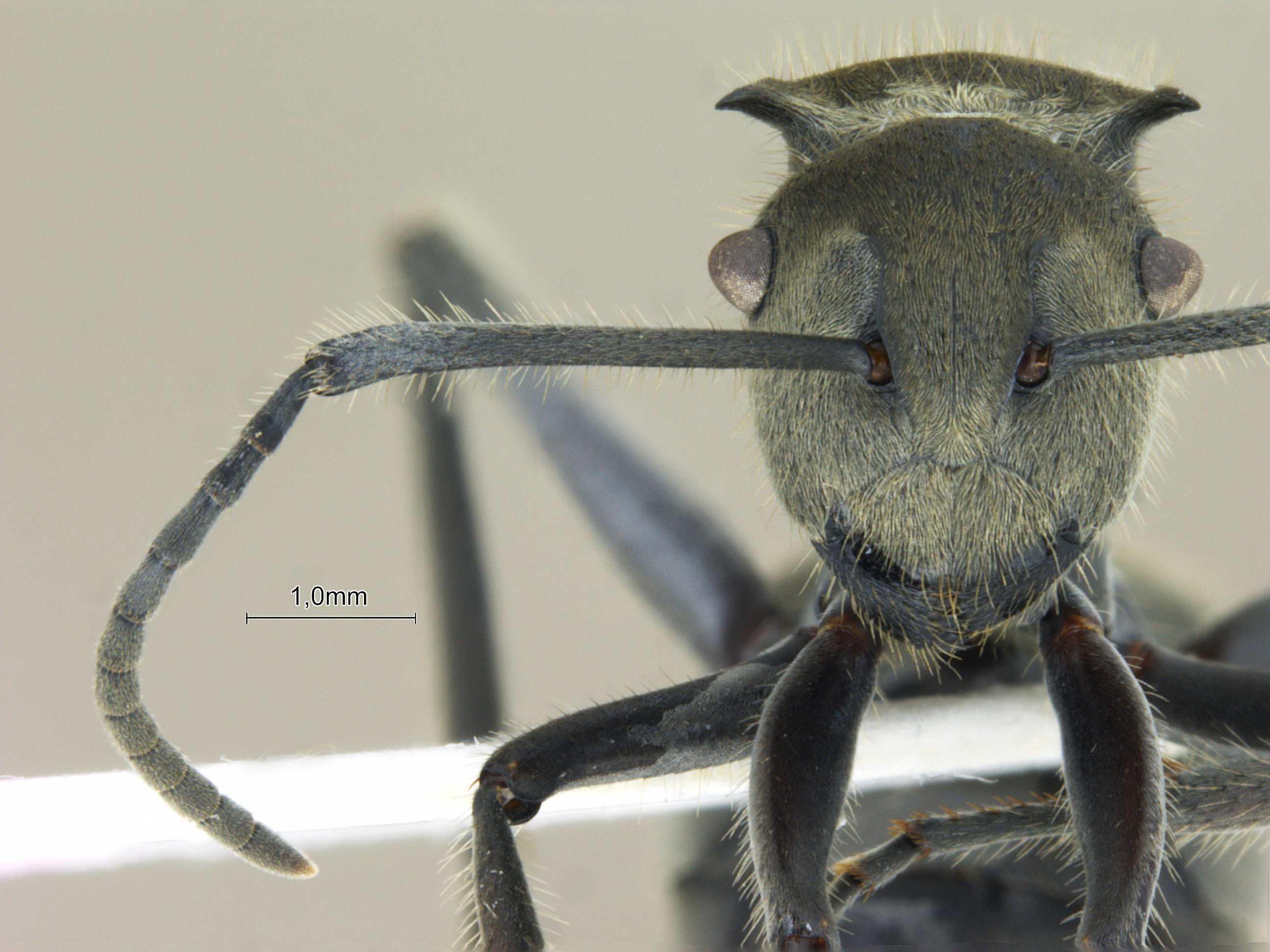 Foto Polyrhachis vigilans F.Smith, 1858 frontal