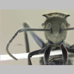 Polyrhachis vigilans F.Smith, 1858 frontal