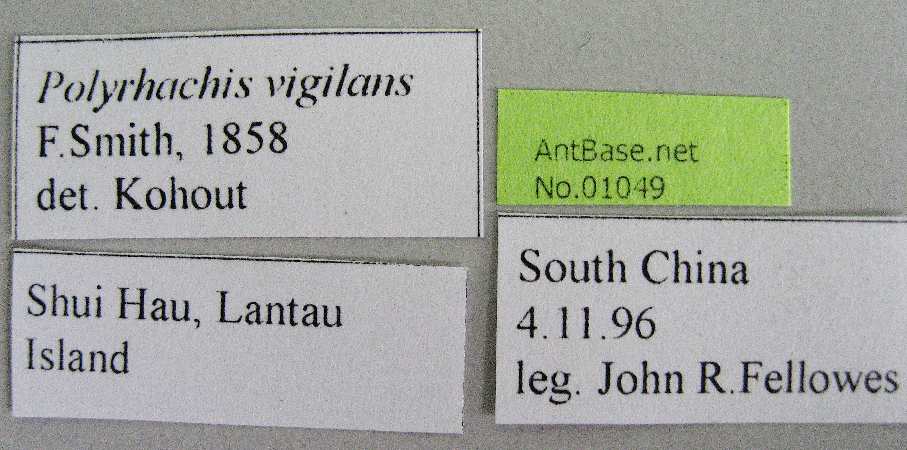 Foto Polyrhachis vigilans F.Smith, 1858 Label