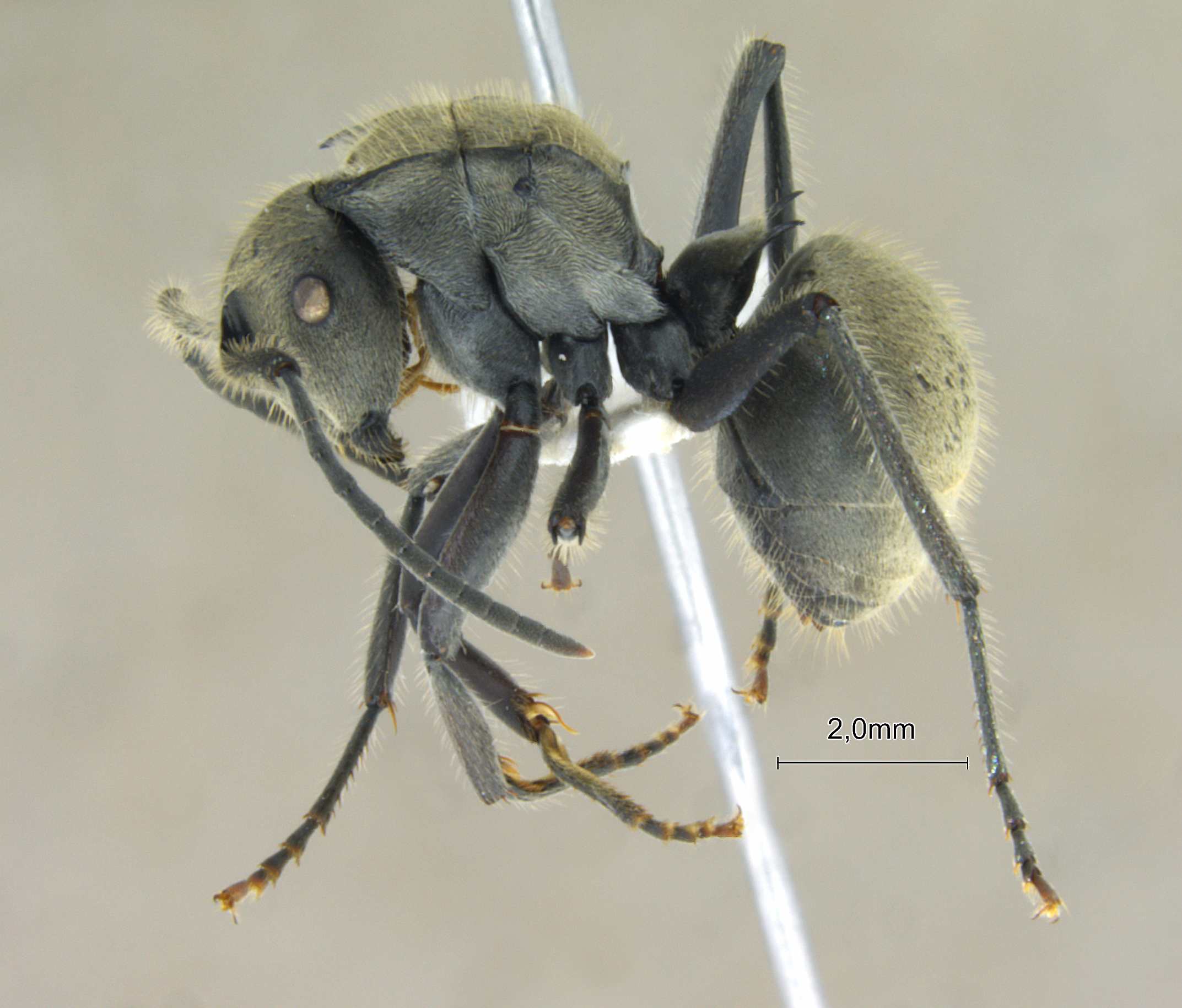 Foto Polyrhachis vigilans F.Smith, 1858 lateral