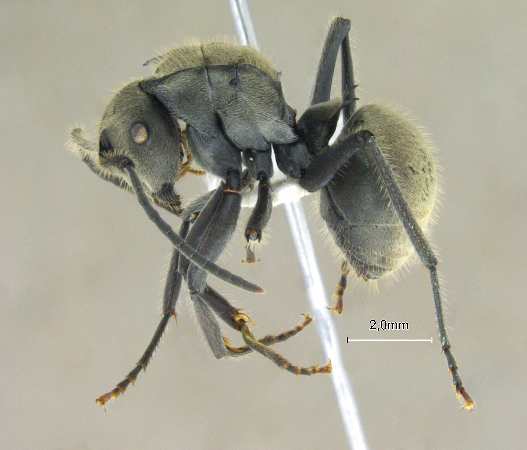 Polyrhachis vigilans F.Smith, 1858 lateral