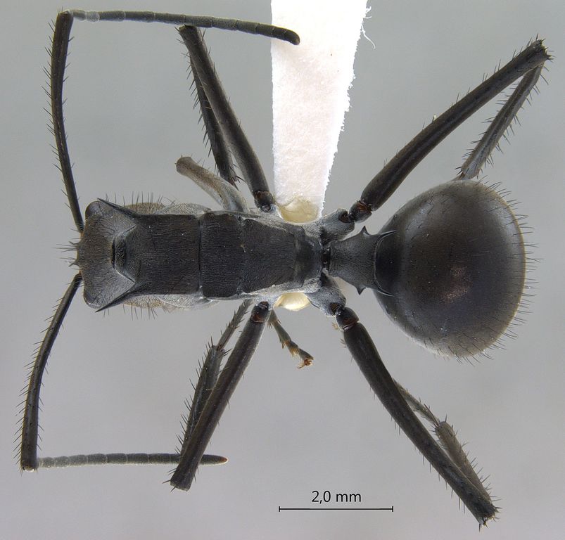 Foto Polyrhachis villipes Smith, 1857 dorsal