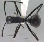 Polyrhachis villipes Smith, 1857 dorsal