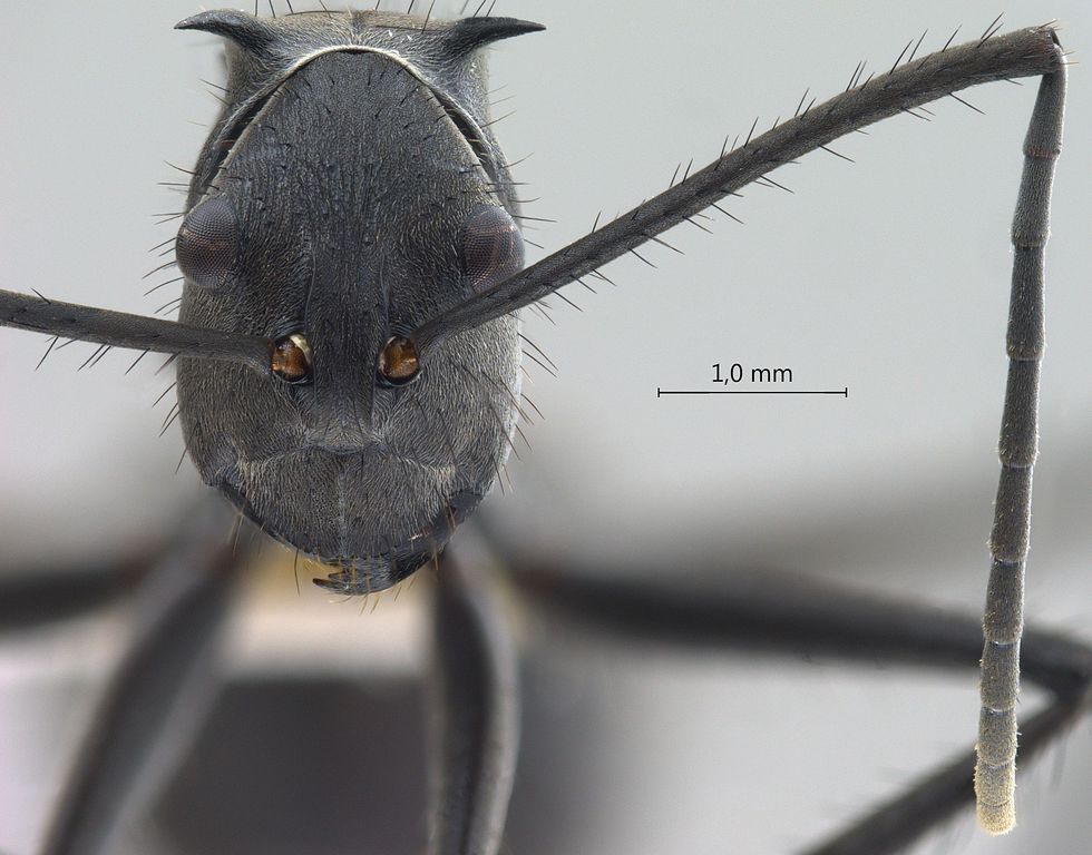 Foto Polyrhachis villipes Smith, 1857 frontal