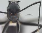 Polyrhachis villipes Smith, 1857 frontal
