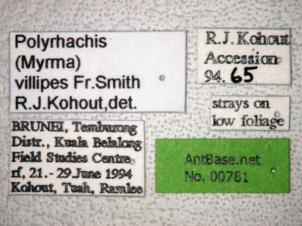 Foto Polyrhachis villipes Smith, 1857 Label