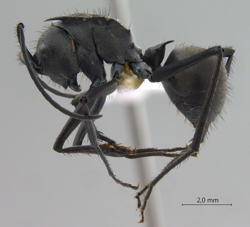 Foto Polyrhachis villipes Smith, 1857 lateral