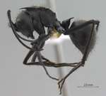 Polyrhachis villipes Smith, 1857 lateral