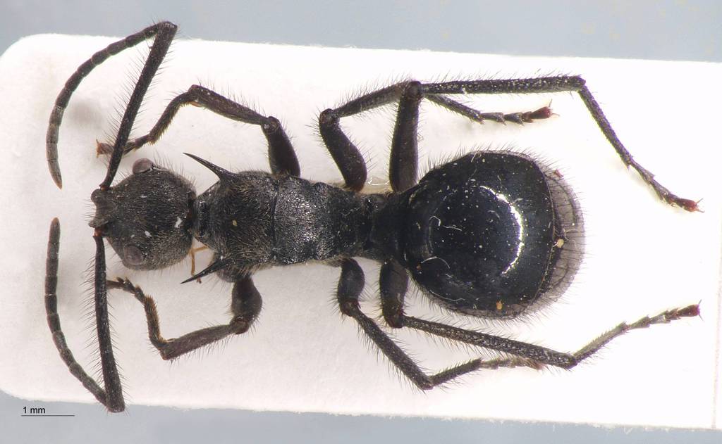 Foto Polyrhachis villipes Smith, 1857 dorsal