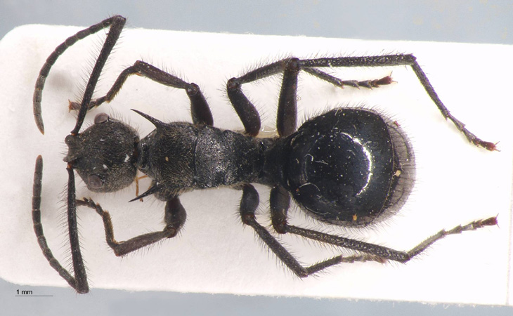 Polyrhachis villipes Smith, 1857 dorsal