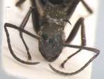 Polyrhachis villipes Smith, 1857 frontal