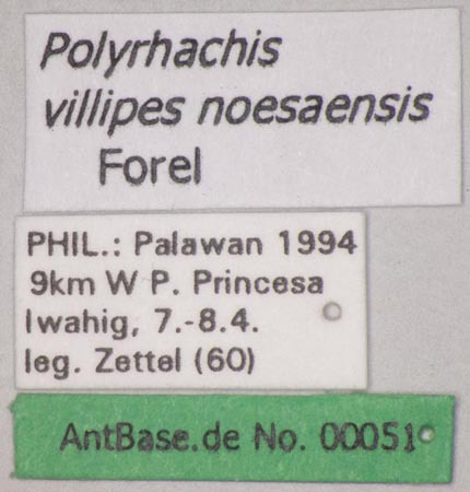 Foto Polyrhachis villipes Smith, 1857 Label