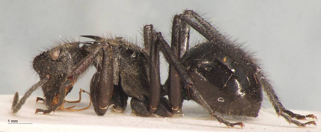 Foto Polyrhachis villipes Smith, 1857 lateral