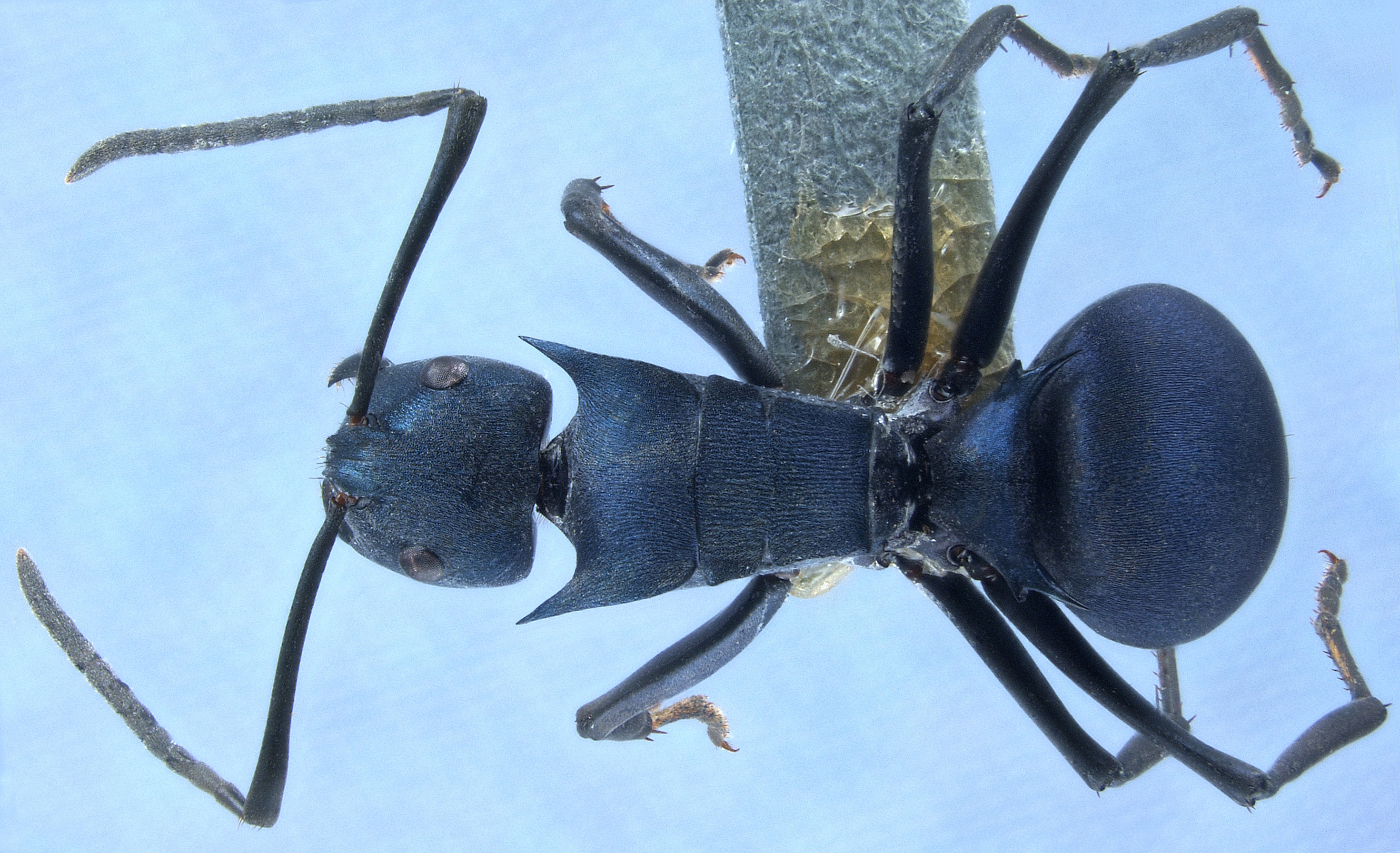 Foto Polyrhachis viola Zettel, 2013 dorsal