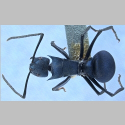 Polyrhachis viola Zettel, 2013 dorsal