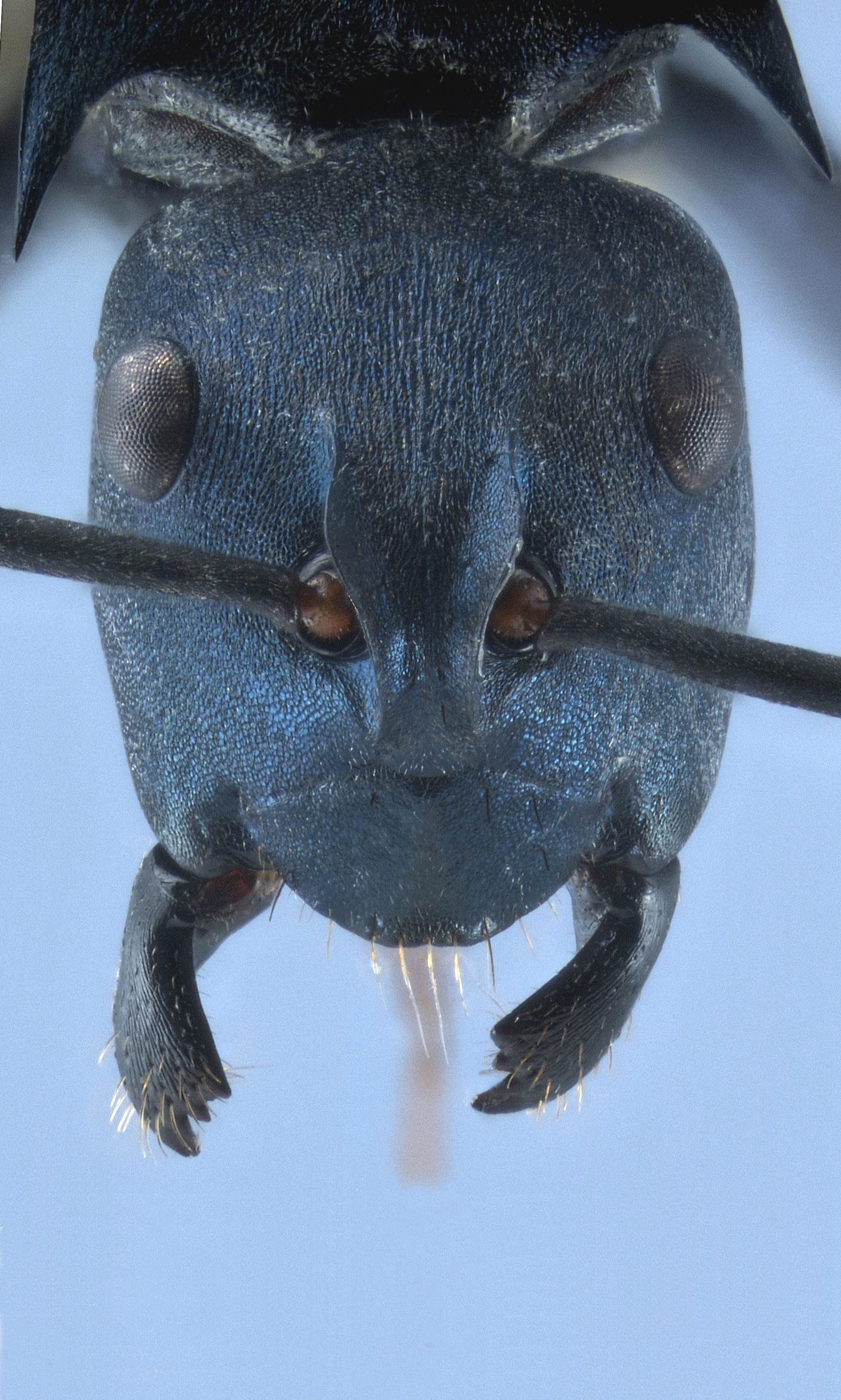 Foto Polyrhachis viola Zettel, 2013 frontal