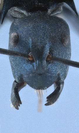 Polyrhachis viola Zettel, 2013 frontal