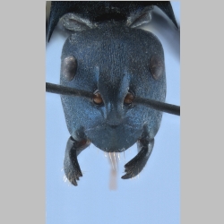 Polyrhachis viola Zettel, 2013 frontal