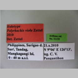 Polyrhachis viola Zettel, 2013 Label