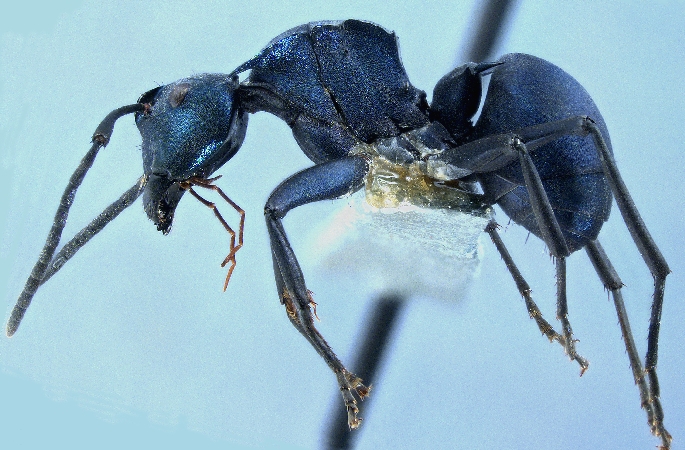 Polyrhachis viola Zettel, 2013 lateral