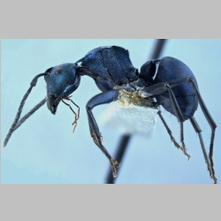 Polyrhachis viola Zettel, 2013 lateral