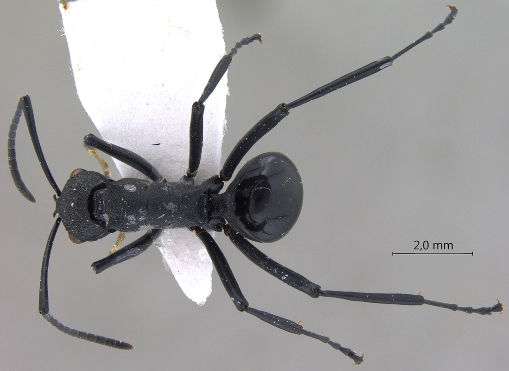 Foto Polyrhachis wheeleri Mann,1919 dorsal