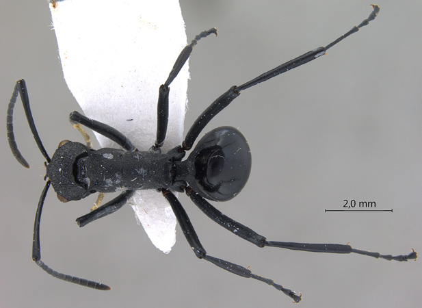 Polyrhachis wheeleri Mann,1919 dorsal