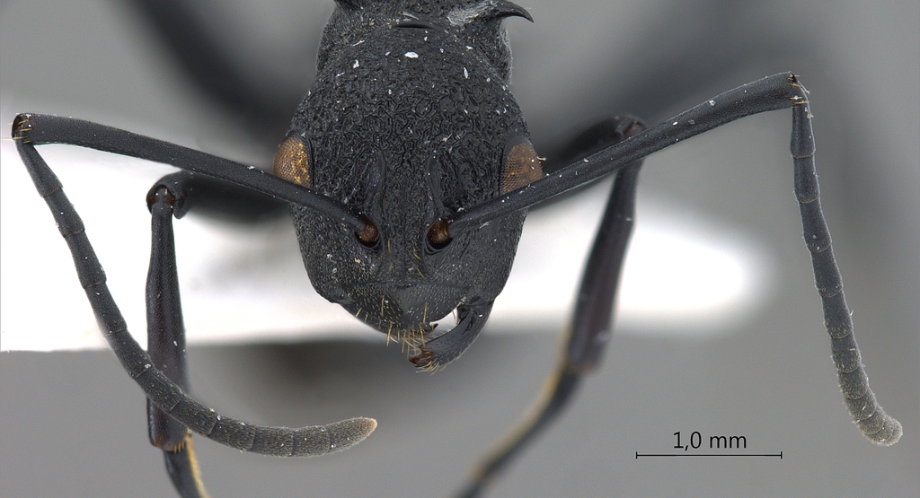 Foto Polyrhachis wheeleri Mann,1919 frontal