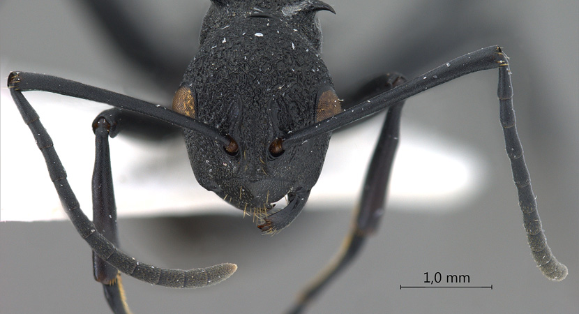 Polyrhachis wheeleri Mann,1919 frontal