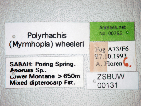 Foto Polyrhachis wheeleri Mann,1919 Label