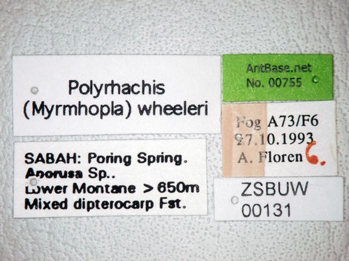 Polyrhachis wheeleri Mann,1919 Label