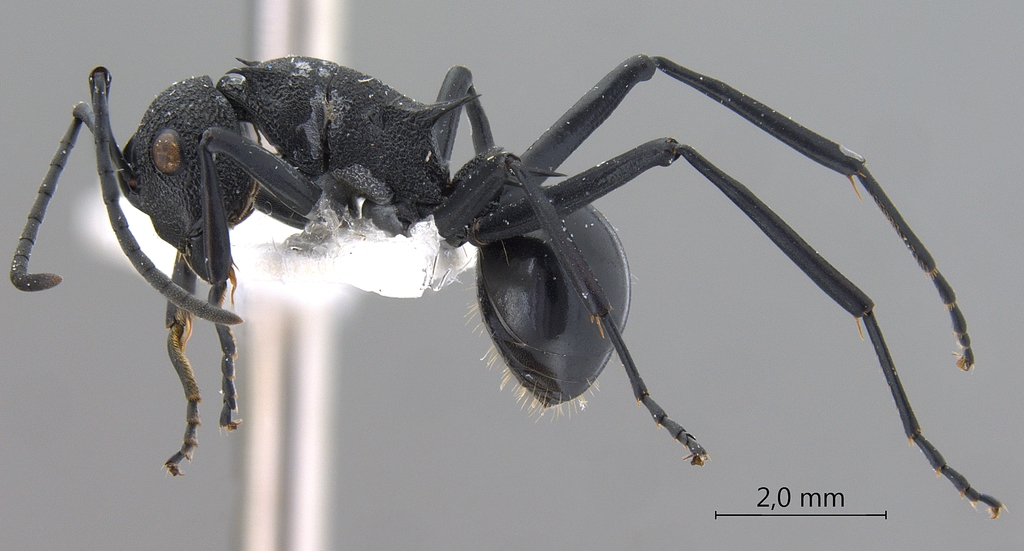 Foto Polyrhachis wheeleri Mann,1919 lateral