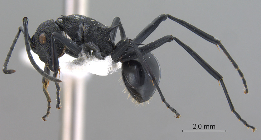 Polyrhachis wheeleri Mann,1919 lateral