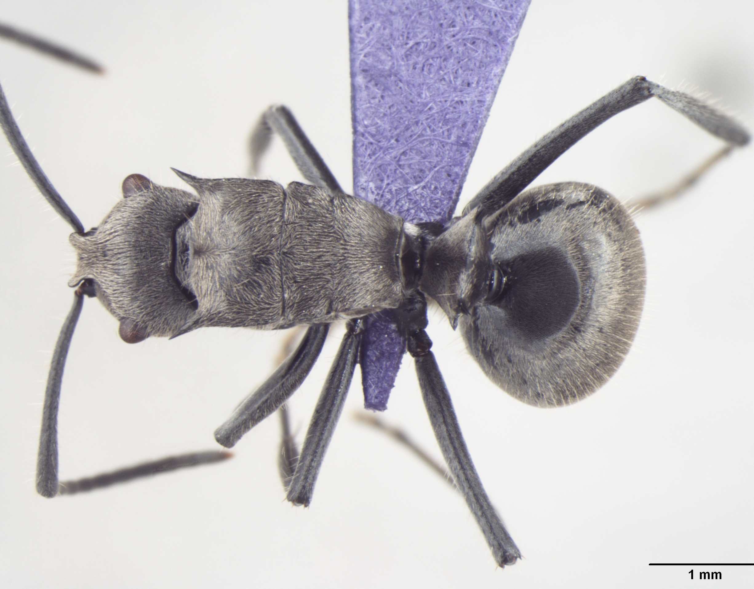 Foto Polyrhachis wolfi Forel, 1912 dorsal