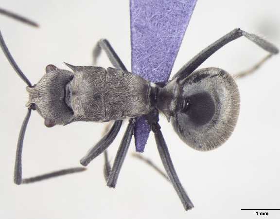 Polyrhachis wolfi Forel, 1912 dorsal