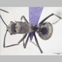 Polyrhachis wolfi Forel, 1912 dorsal