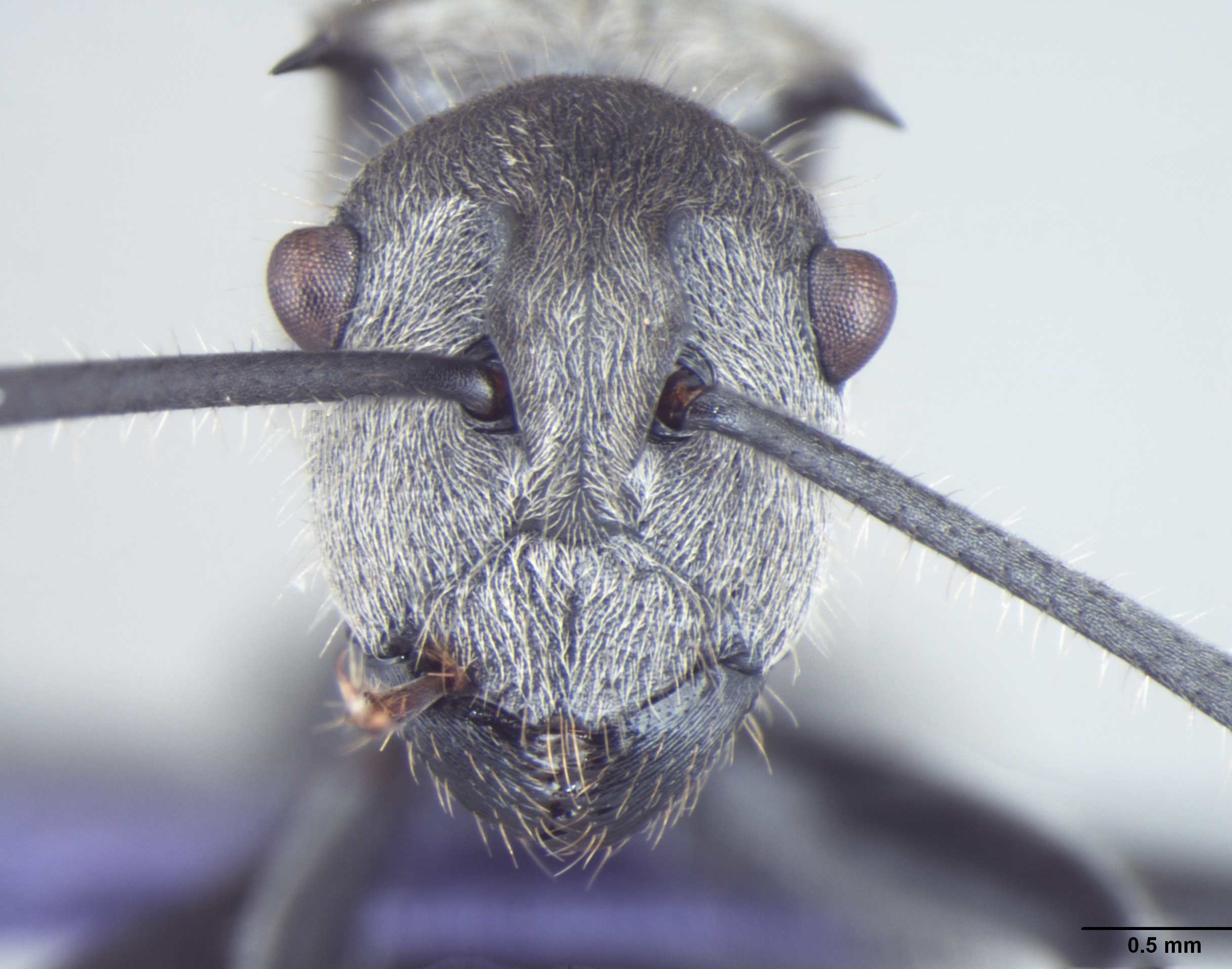 Foto Polyrhachis wolfi Forel, 1912 frontal