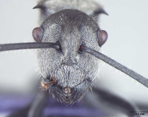Polyrhachis wolfi Forel, 1912 frontal