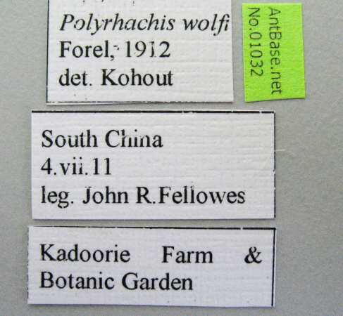 Foto Polyrhachis wolfi Forel, 1912 Label