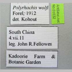 Polyrhachis wolfi Forel, 1912 Label