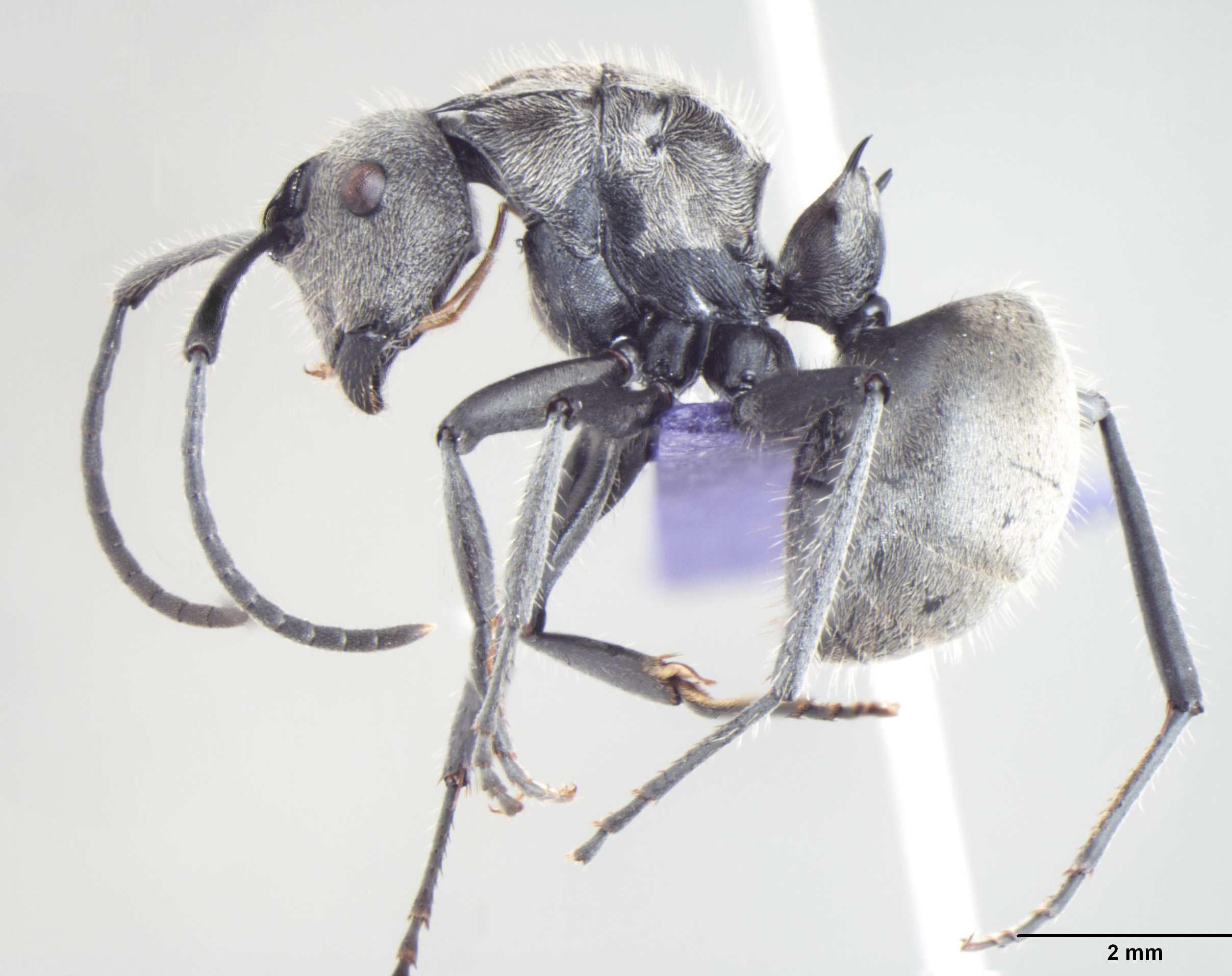 Foto Polyrhachis wolfi Forel, 1912 lateral
