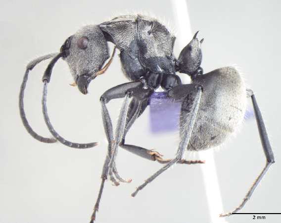 Polyrhachis wolfi Forel, 1912 lateral